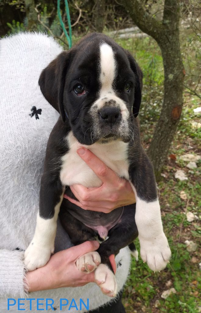 Du Sourire Des Garrigues - Chiots disponibles - Boxer