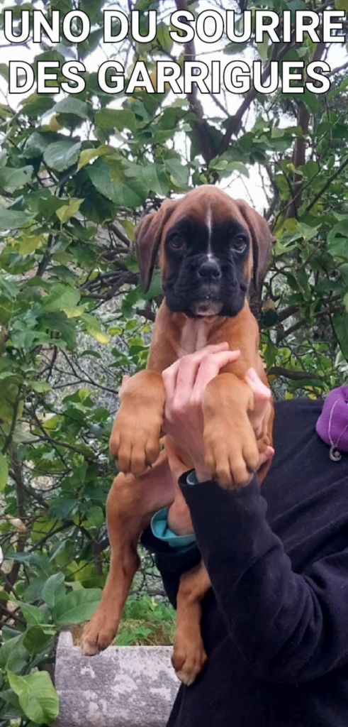 Du Sourire Des Garrigues - Chiots disponibles - Boxer