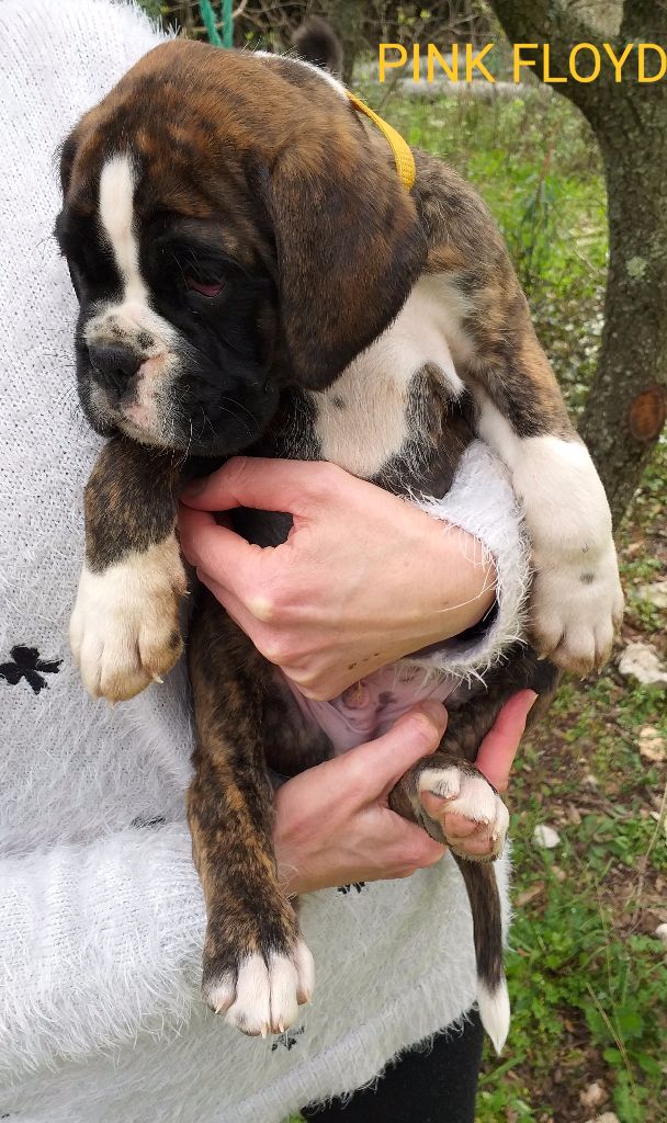 Du Sourire Des Garrigues - Chiots disponibles - Boxer